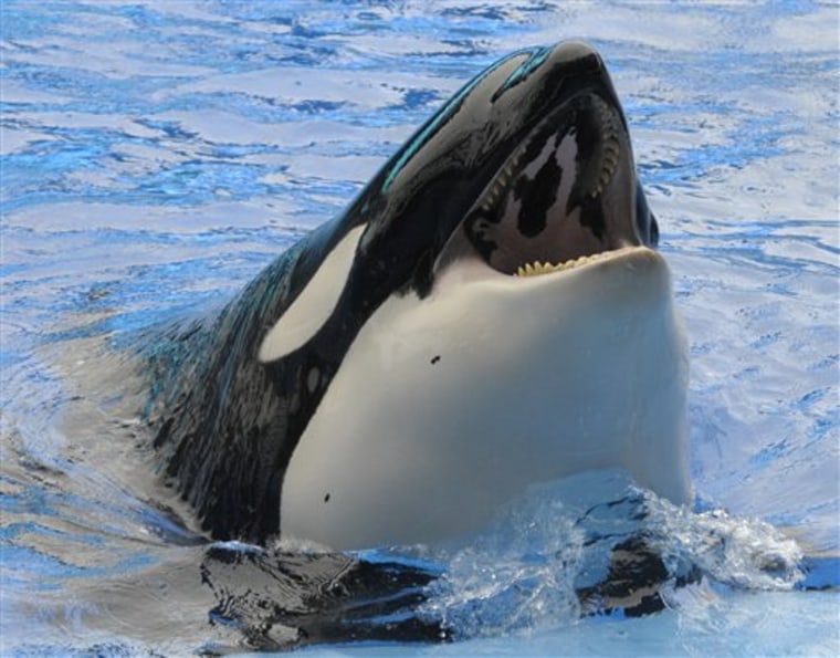 A killer whale raises its head out of the water on Saturday during the first show since an orca killed a trainer at the SeaWorld theme park in Orlando, Fla.